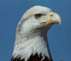 bald eagle